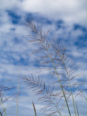 Gökyüzü arka plan ile yaz çimen çiçek.