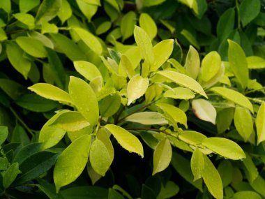 Sarı yaprak arka plan.