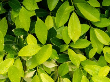 yaprak yeşil arka plan.