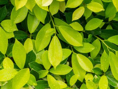 Sarı ve yeşil yaprak arka plan