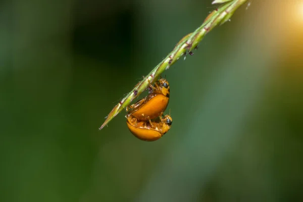 Käferzucht. — Stockfoto