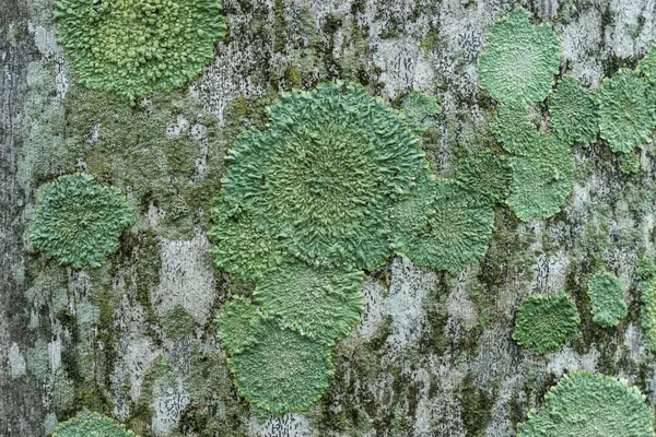 Les lichens sont des champignons symbiotiques . — Photo