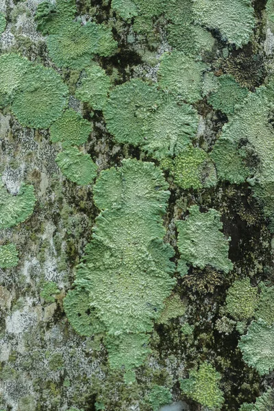 Lichens are symbiotic fungi. — Stock Photo, Image