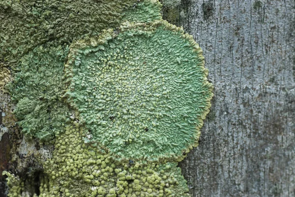 Korstmossen zijn symbiotische schimmels. — Stockfoto