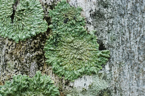 地衣類は菌類の共生. — ストック写真