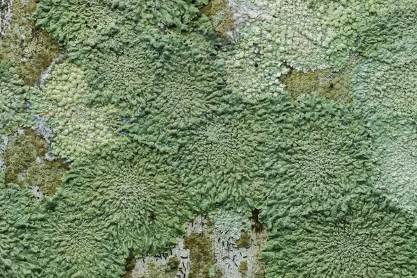 Les lichens sont des champignons symbiotiques . — Photo