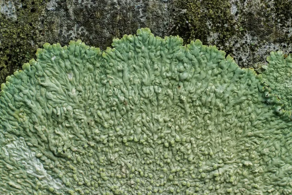 Lichens are symbiotic fungi. — Stock Photo, Image