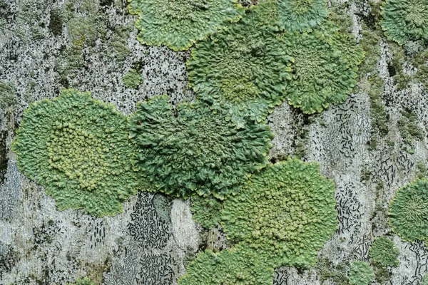 Korstmossen zijn symbiotische schimmels. — Stockfoto