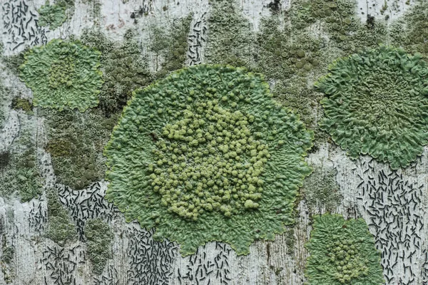 Korstmossen zijn symbiotische schimmels. — Stockfoto