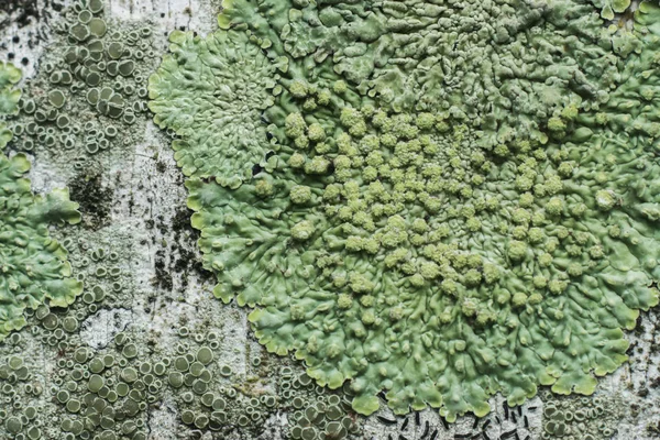 Lichens are symbiotic fungi. — Stock Photo, Image