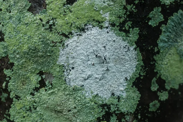 Lichens are symbiotic fungi. — Stock Photo, Image