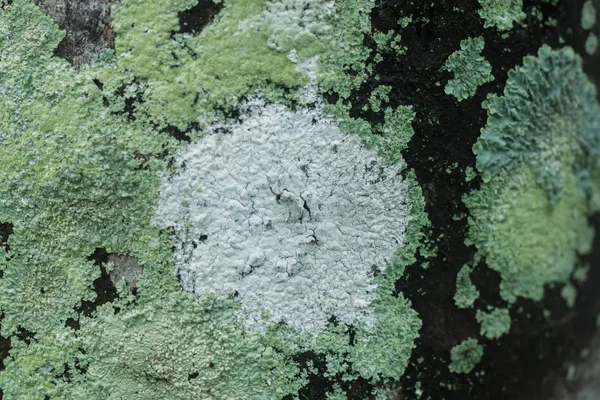 Os líquenes são fungos simbióticos . — Fotografia de Stock