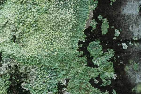 Lichens are symbiotic fungi. — Stock Photo, Image