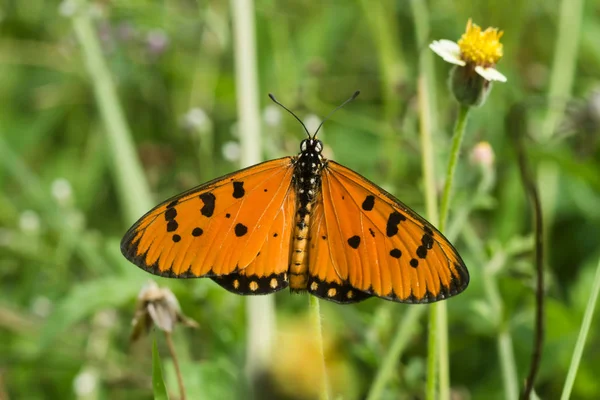 Оранжевая бабочка . — стоковое фото