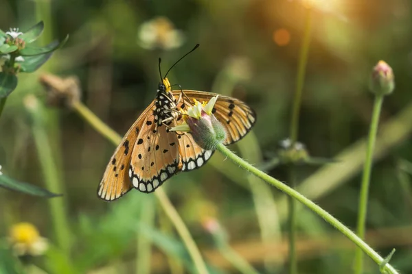 Farfalla arancione primo piano . — Foto Stock