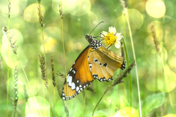 Closeup orange butterfly. — Stock Photo, Image