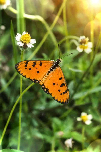 Closeup oranžový motýl. — Stock fotografie