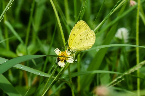 Primo piano farfalla gialla . — Foto Stock