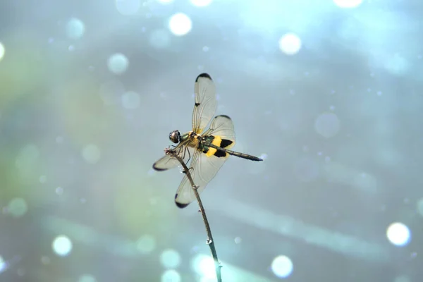 Dragonfly sits on a branch. — Stock Photo, Image