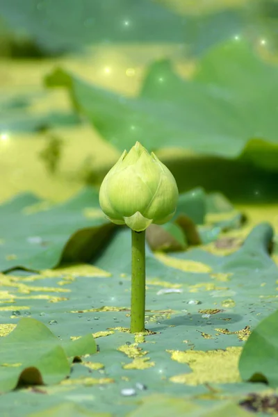 Groene lotusbloem bloeien in de natuur. — Stockfoto