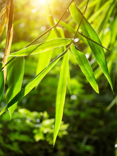 Folhas de bambu verde — Fotografia de Stock