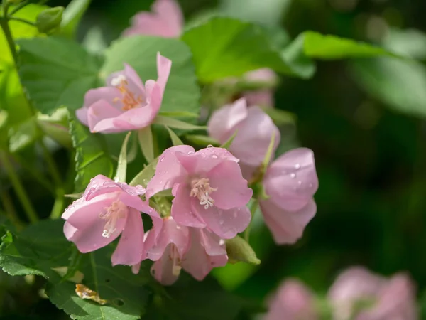 Růžový květ Dombeya na stromě. — Stock fotografie