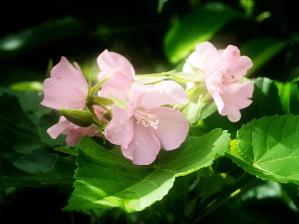 树上的粉红色 Dombeya 花。. — 图库照片