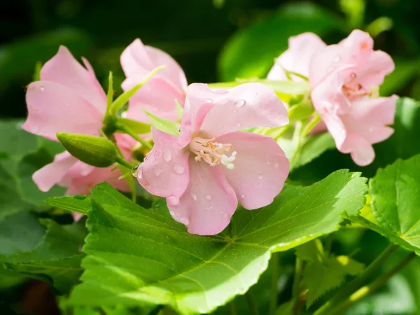 Růžový květ Dombeya na stromě. — Stock fotografie