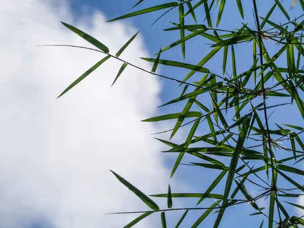 Folhas de bambu verde — Fotografia de Stock