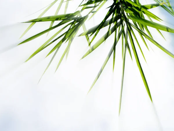 Luz brilhante com folhas de bambu verde . — Fotografia de Stock