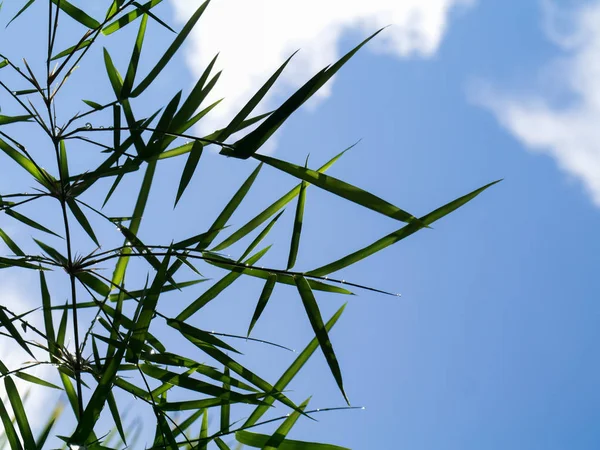 Zelené bambusové listy — Stock fotografie