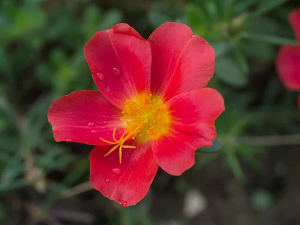 Fermer fleur de portulaca fraîche colorée dans le jardin . — Photo