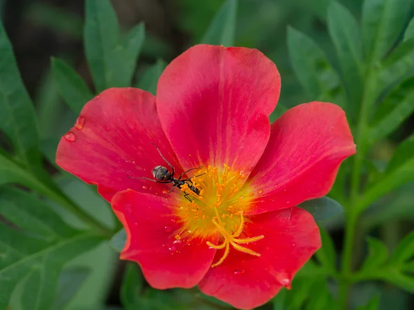 Bliska kolorowe Portulaka świeże kwiaty w ogrodzie. — Zdjęcie stockowe