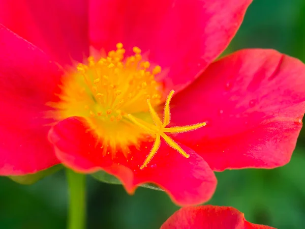 Close up colorful fresh portulaca flower in the garden. — Stock Photo, Image