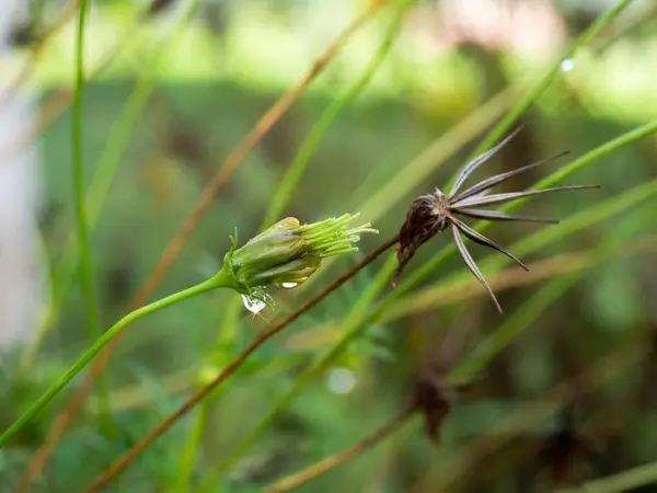 Semillas de flor del cosmos . —  Fotos de Stock