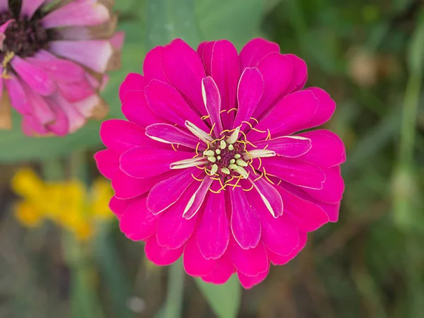 Schöne Zinnia-Blume. — Stockfoto