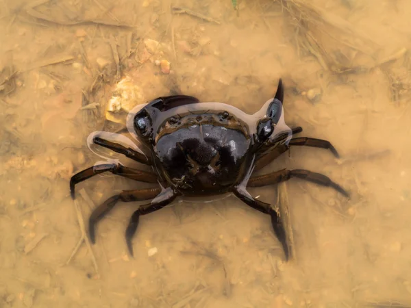 Rijst veld krab op het water. — Stockfoto