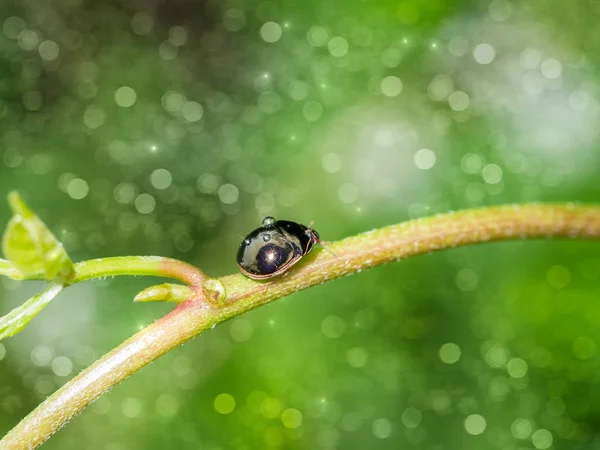 Mariquita negra sobre hierba . — Foto de Stock