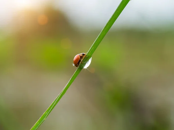 Oranje lieveheersbeestje op gras met waterdruppel. — Stockfoto