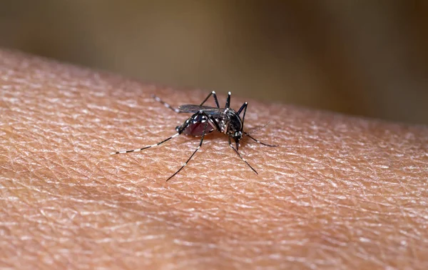Close-up de um mosquito sugando sangue — Fotografia de Stock