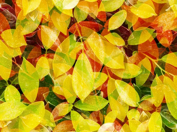 노란색과 빨간색 잎 배경. — 스톡 사진