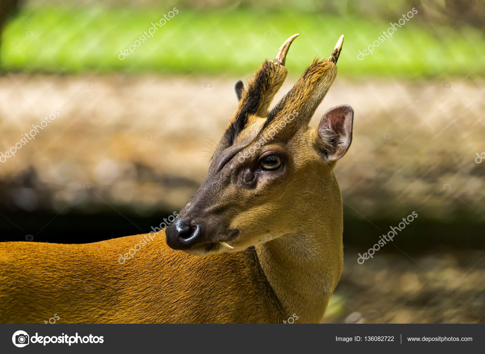 MUNTIACUS MUNTJAC PDF DOWNLOAD MUNTIACUS MUNTJAC PDF DOWNLOAD