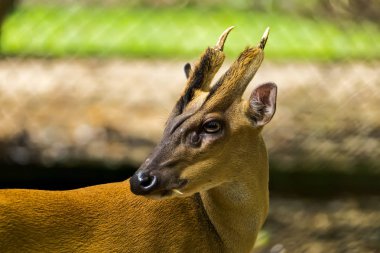 Barking deer or Muntiacus muntjak in the Wildlife Conservation. clipart