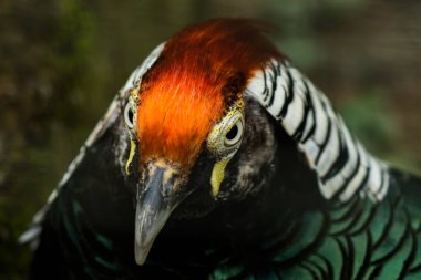 Altın sülün baş yukarı kapatın.