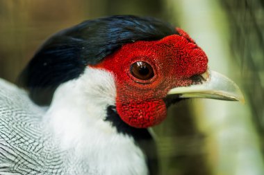 Gümüş sülün baş yukarı kapatın.