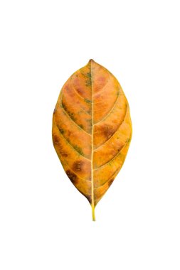 Beyaz arka planda turuncu yaprak kadar kapatın.