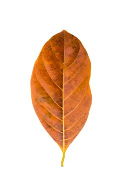 Beyaz arka planda turuncu yaprak kadar kapatın.