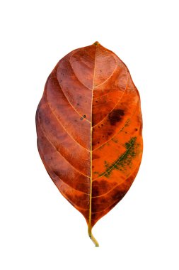 Beyaz arka planda turuncu yaprak kadar kapatın.