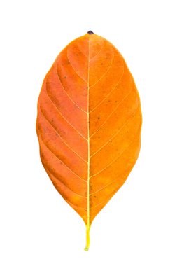 Beyaz arka planda turuncu yaprak kadar kapatın.
