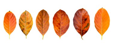 Beyaz arka planda turuncu yaprak kadar kapatın.